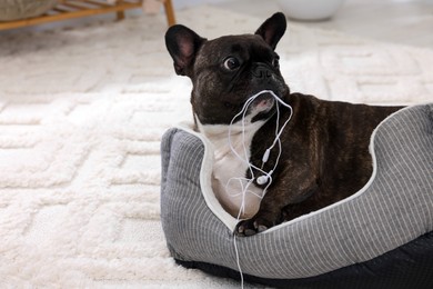 Photo of Naughty French Bulldog chewing wired earphones on dog bed indoors