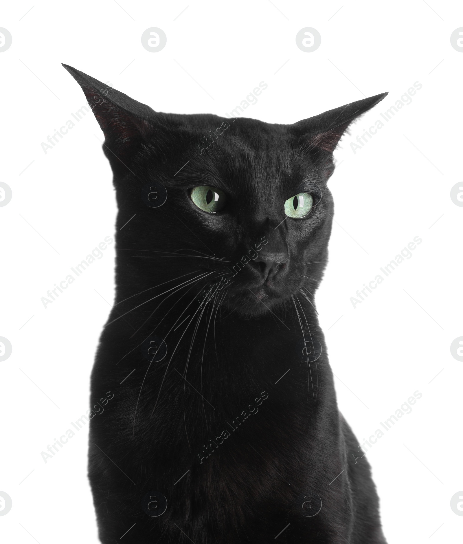 Photo of Adorable black cat with green eyes on white background. Lovely pet