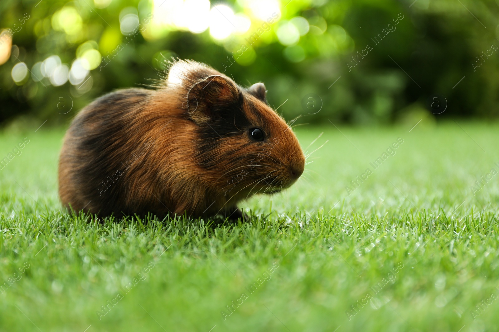 Photo of Cute guinea pig on green grass in park