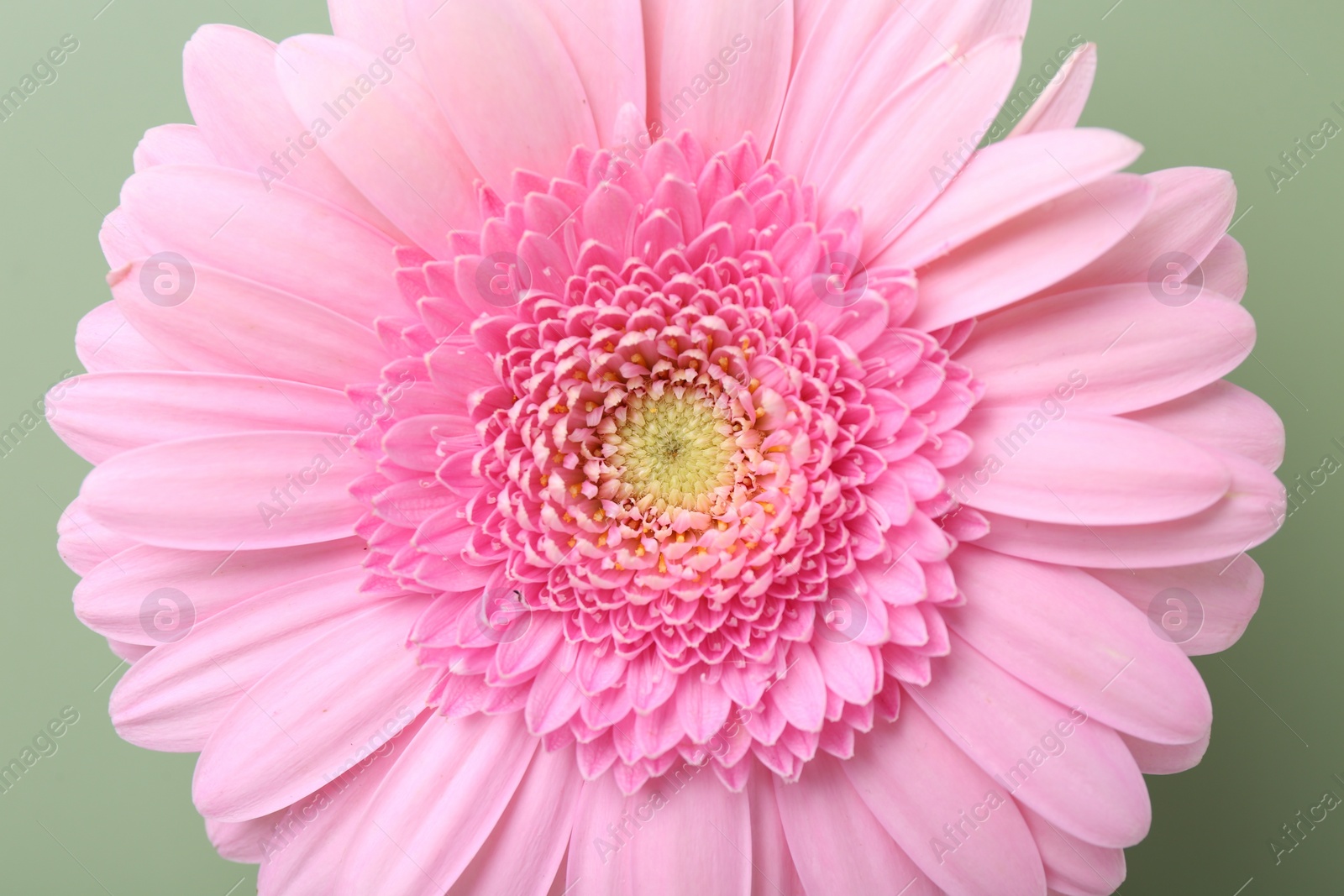 Photo of Beautiful pink gerbera flower on pale green background, top view