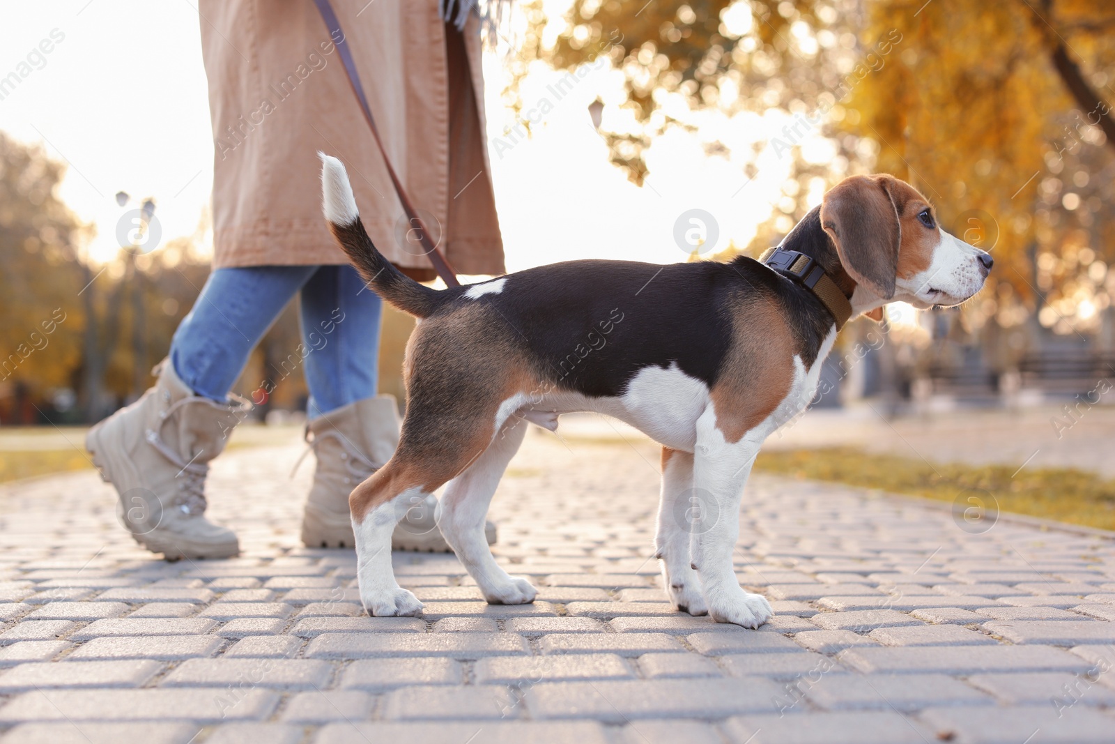 Photo of Woman walking her cute Beagle dog in park on autumn day