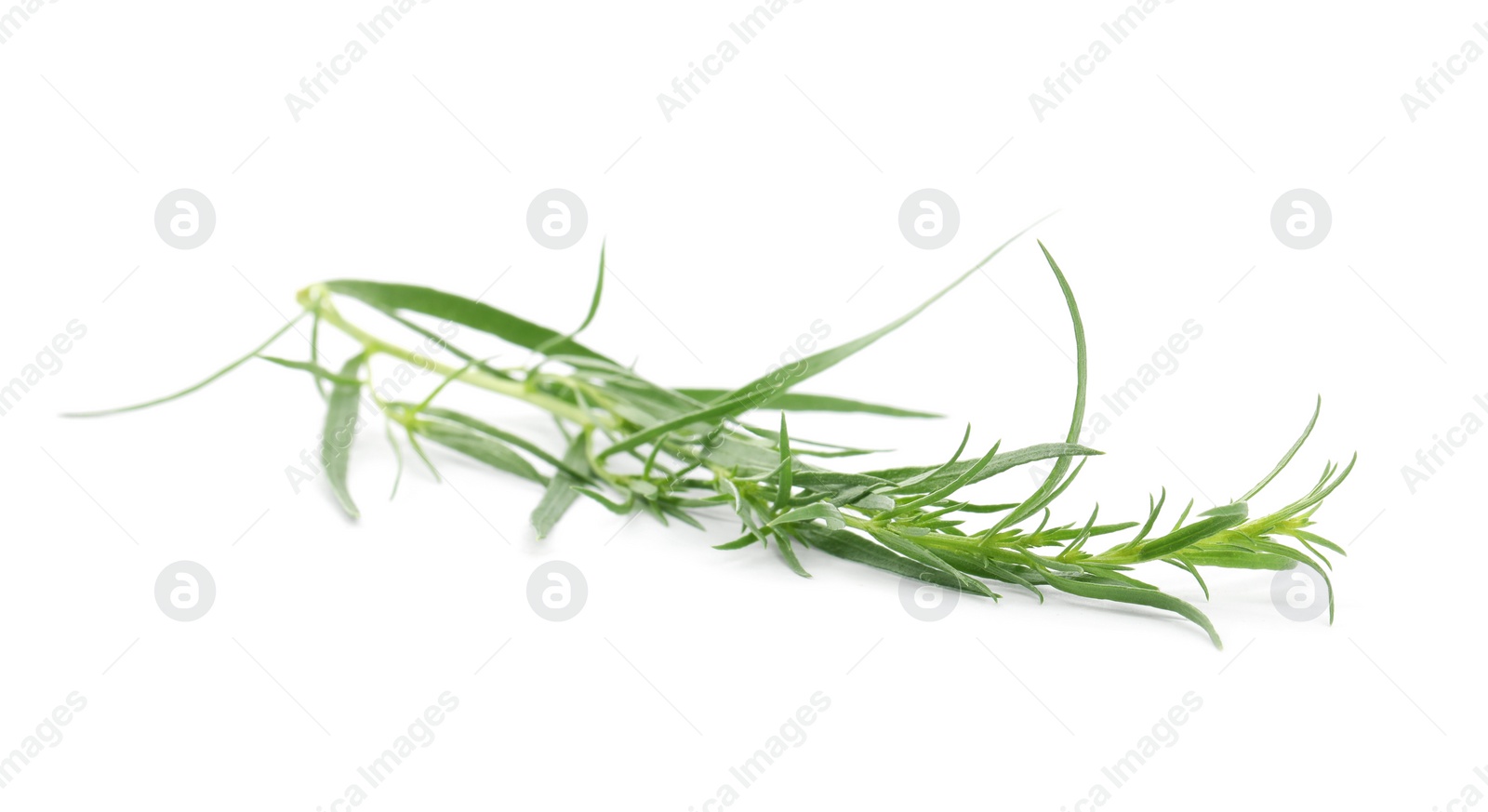 Photo of Sprigs of fresh tarragon on white background