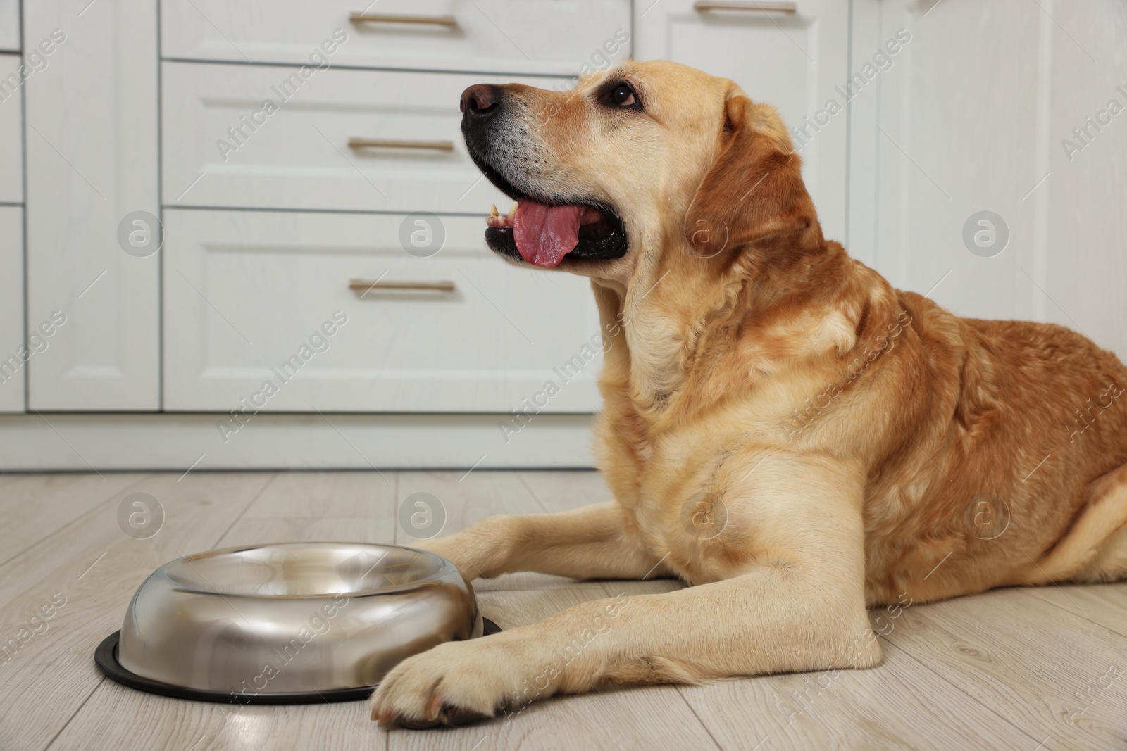 Photo of Cute Labrador Retriever waiting near feeding bowl on floor in kitchen