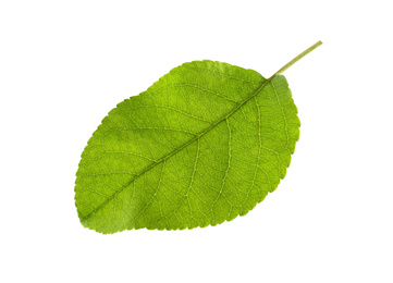 Photo of Green leaf of apple tree isolated on white