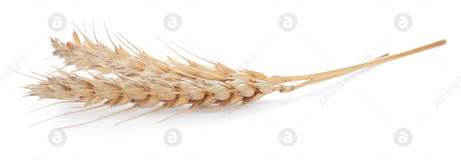 Photo of Ears of wheat on white background. Cereal plant