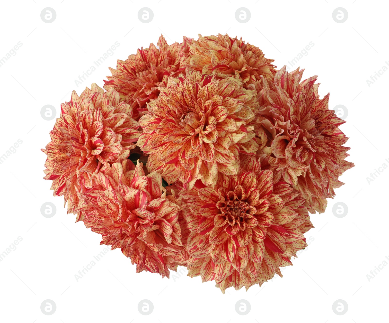 Photo of Beautiful coral dahlia flowers on white background