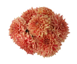 Photo of Beautiful coral dahlia flowers on white background