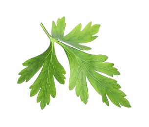 Photo of Fresh green parsley leaf isolated on white