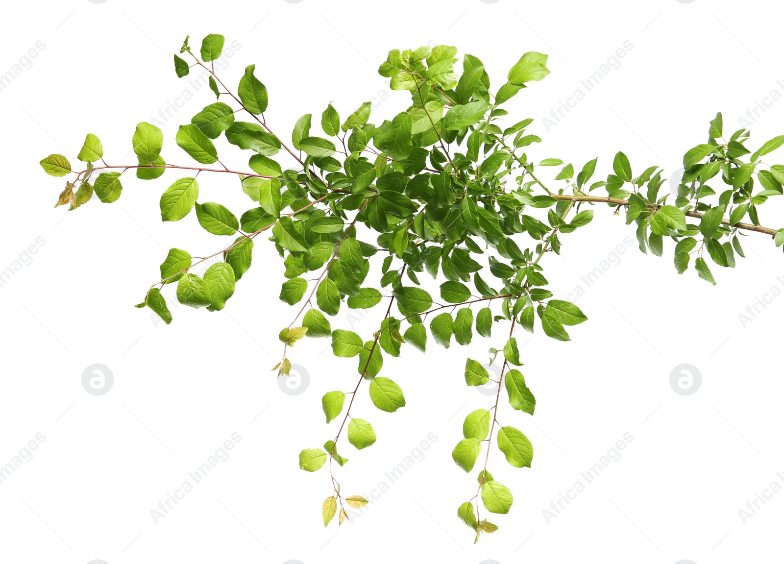 Photo of Branch of tree with young fresh green leaves isolated on white. Spring season