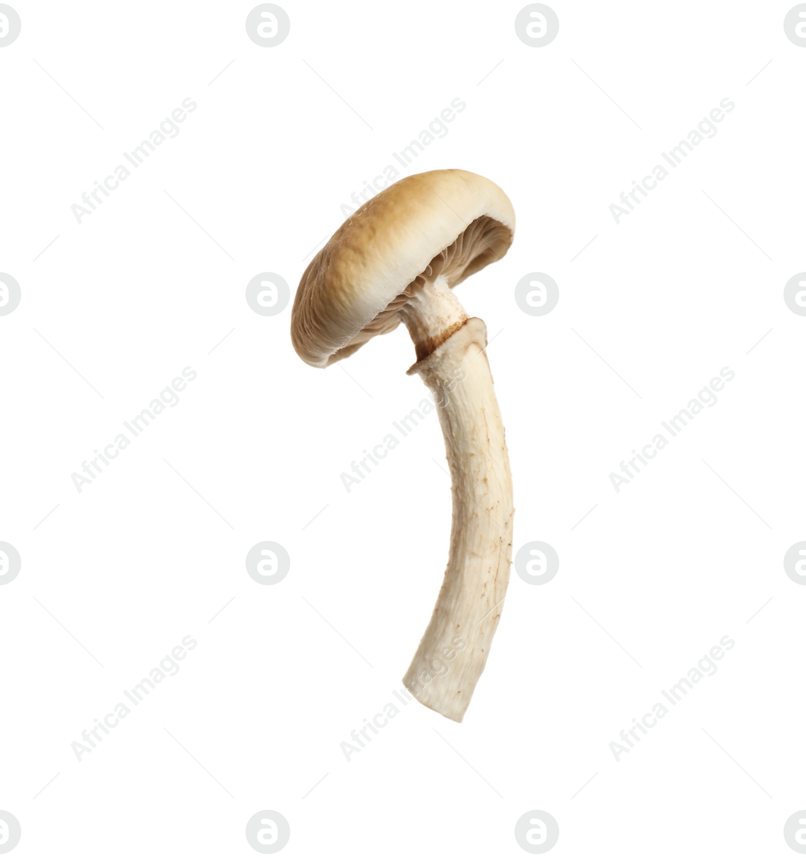 Photo of Fresh wild pioppini mushroom isolated on white