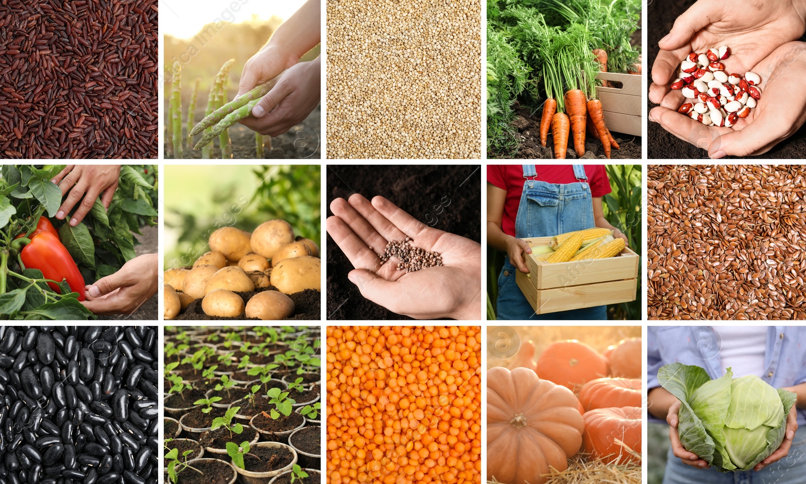 Image of Collage with different photos of vegetables, legumes and seeds. Vegan lifestyle