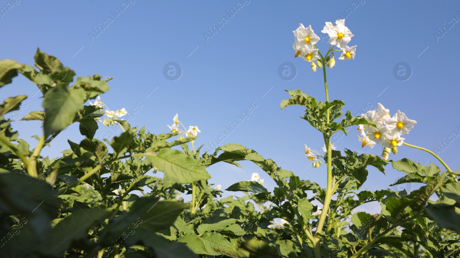 Photo of Blooming potato bushes in field against blue sky