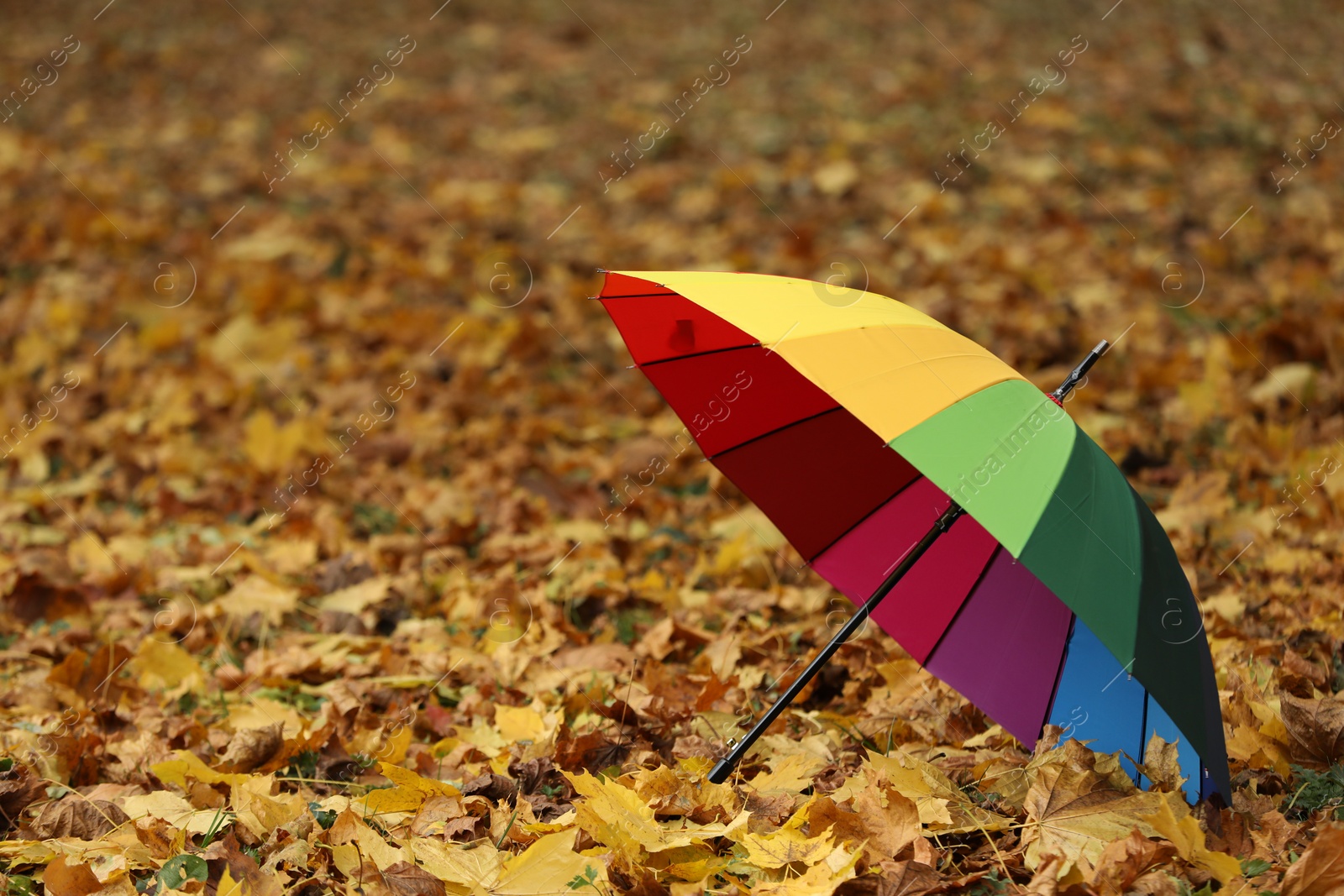 Photo of Open rainbow umbrella on fallen leaves in autumn park, space for text