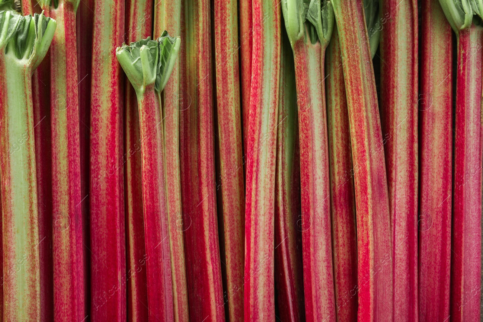 Photo of Fresh ripe rhubarb stalks as background, closeup