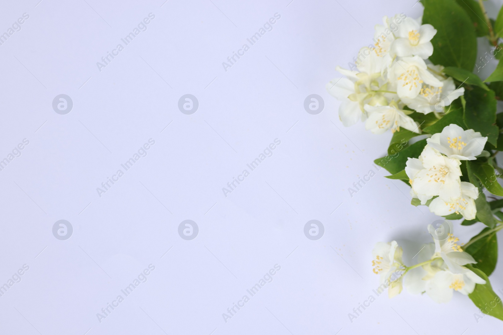 Photo of Beautiful jasmine flowers on white background, top view. Space for text