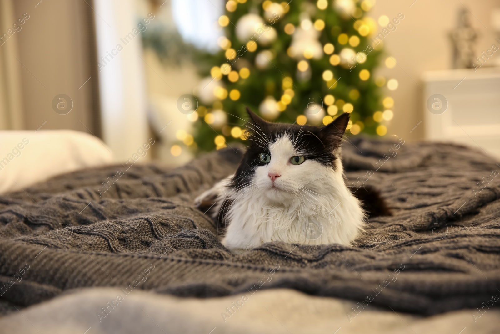 Photo of Adorable cat lying on grey blanket in room with Christmas tree