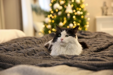 Photo of Adorable cat lying on grey blanket in room with Christmas tree