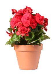 Begonia flower in terracotta pot isolated on white