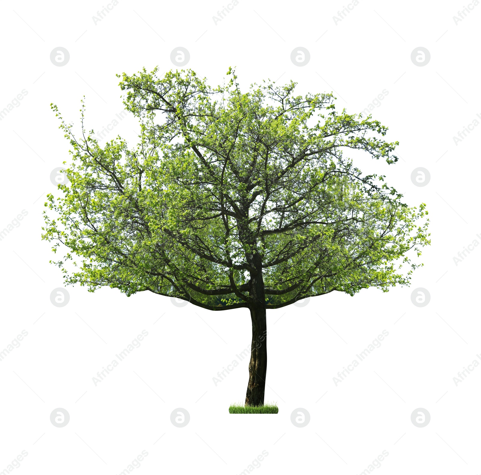 Image of Beautiful tree with green leaves isolated on white 