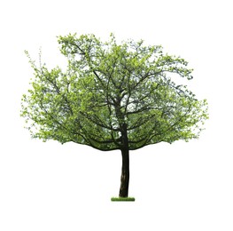 Image of Beautiful tree with green leaves isolated on white 