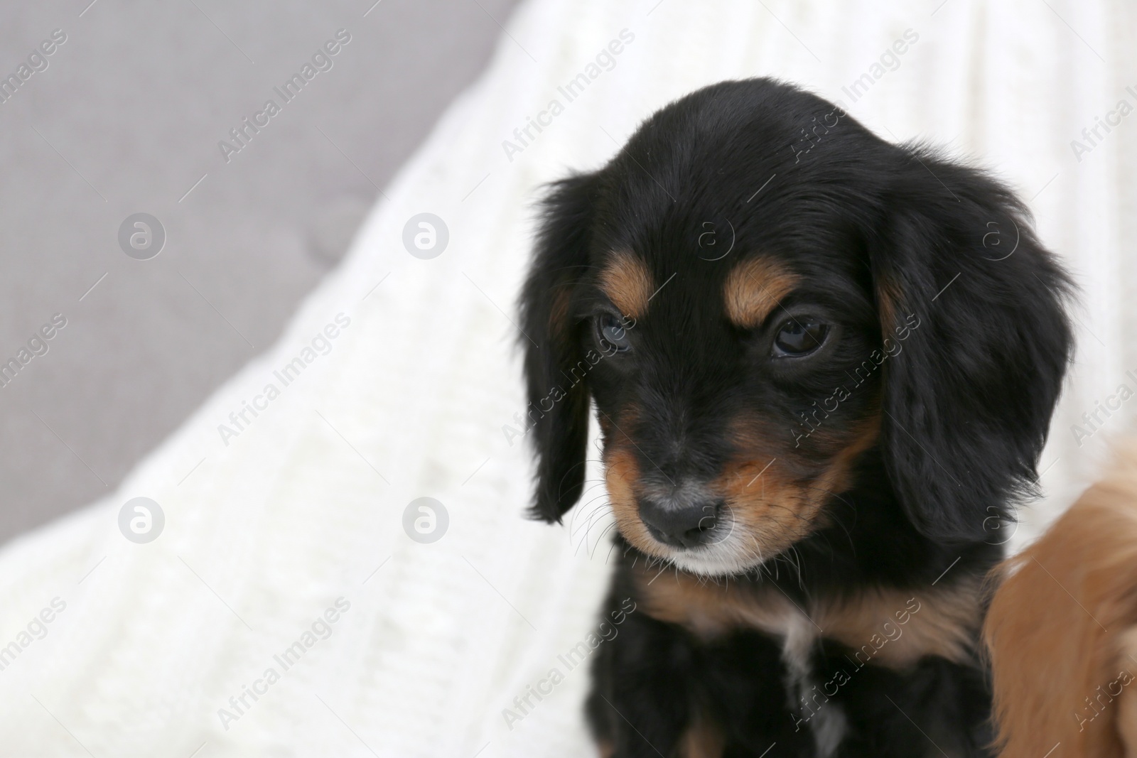 Photo of Cute English Cocker Spaniel puppy on blurred background. Space for text