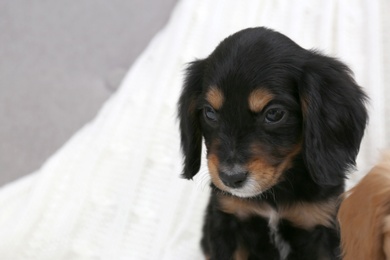 Cute English Cocker Spaniel puppy on blurred background. Space for text