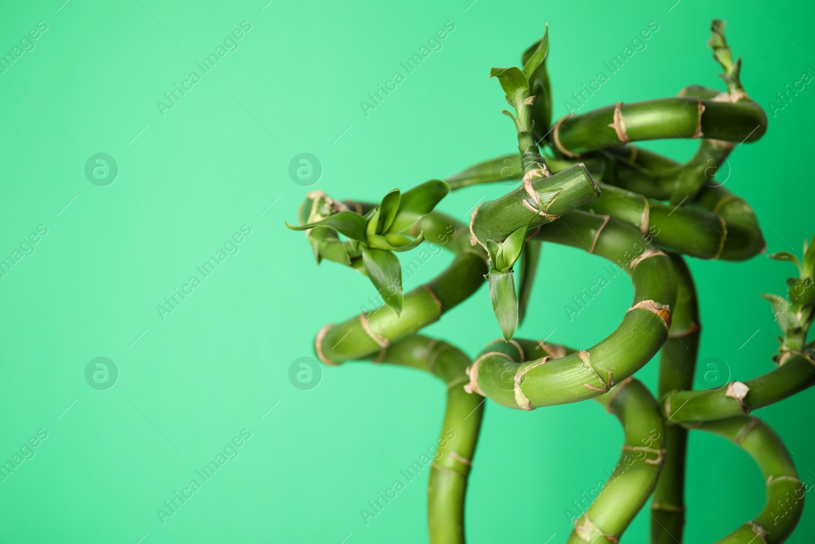 Photo of Beautiful bamboo stems on light green background, space for text