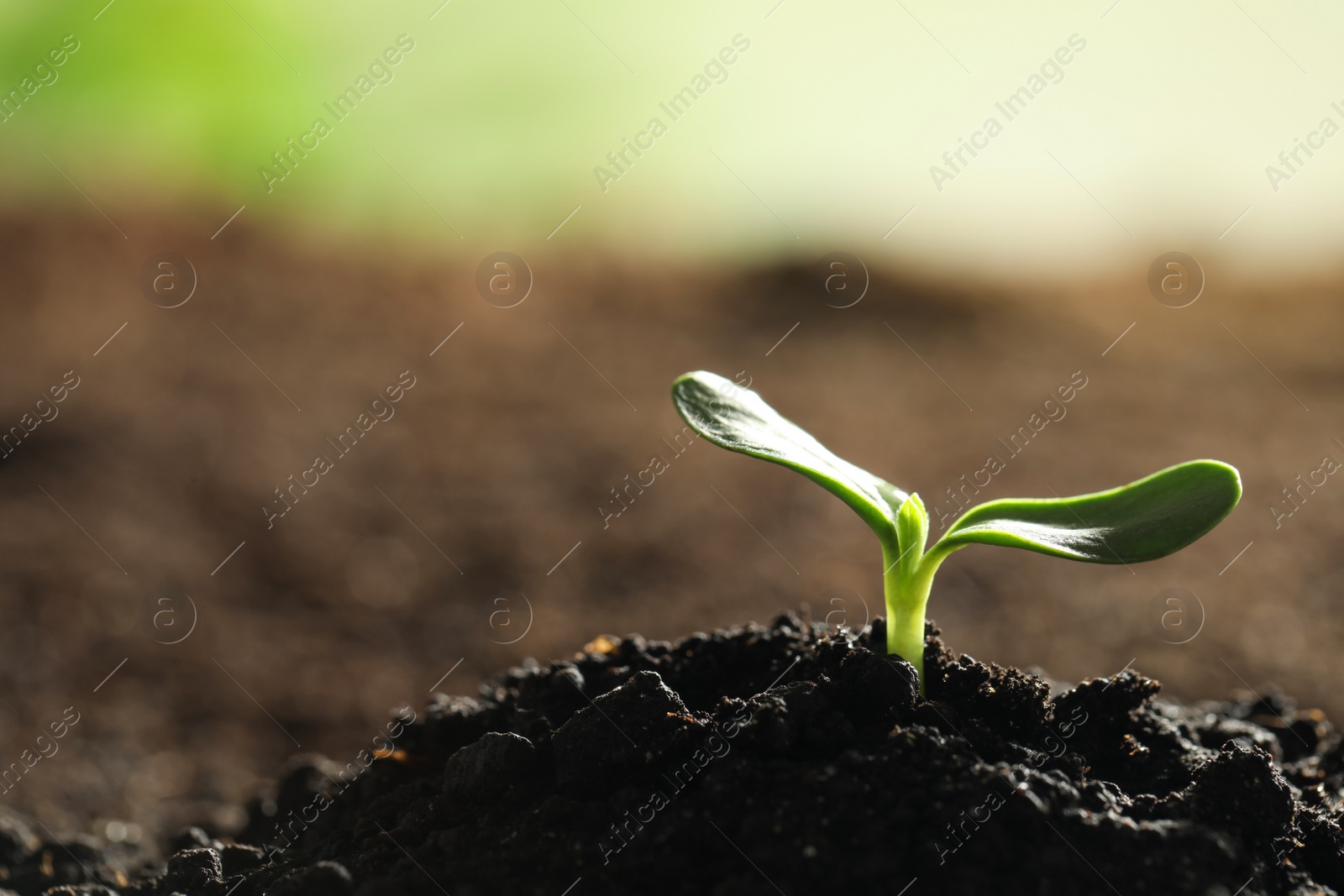 Photo of Young vegetable seedling growing in soil outdoors, space for text