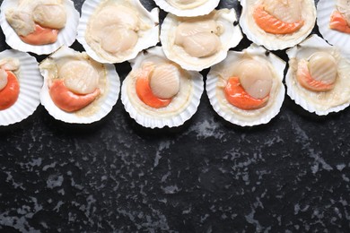 Fresh raw scallops with shells on black textured table, flat lay. Space for text