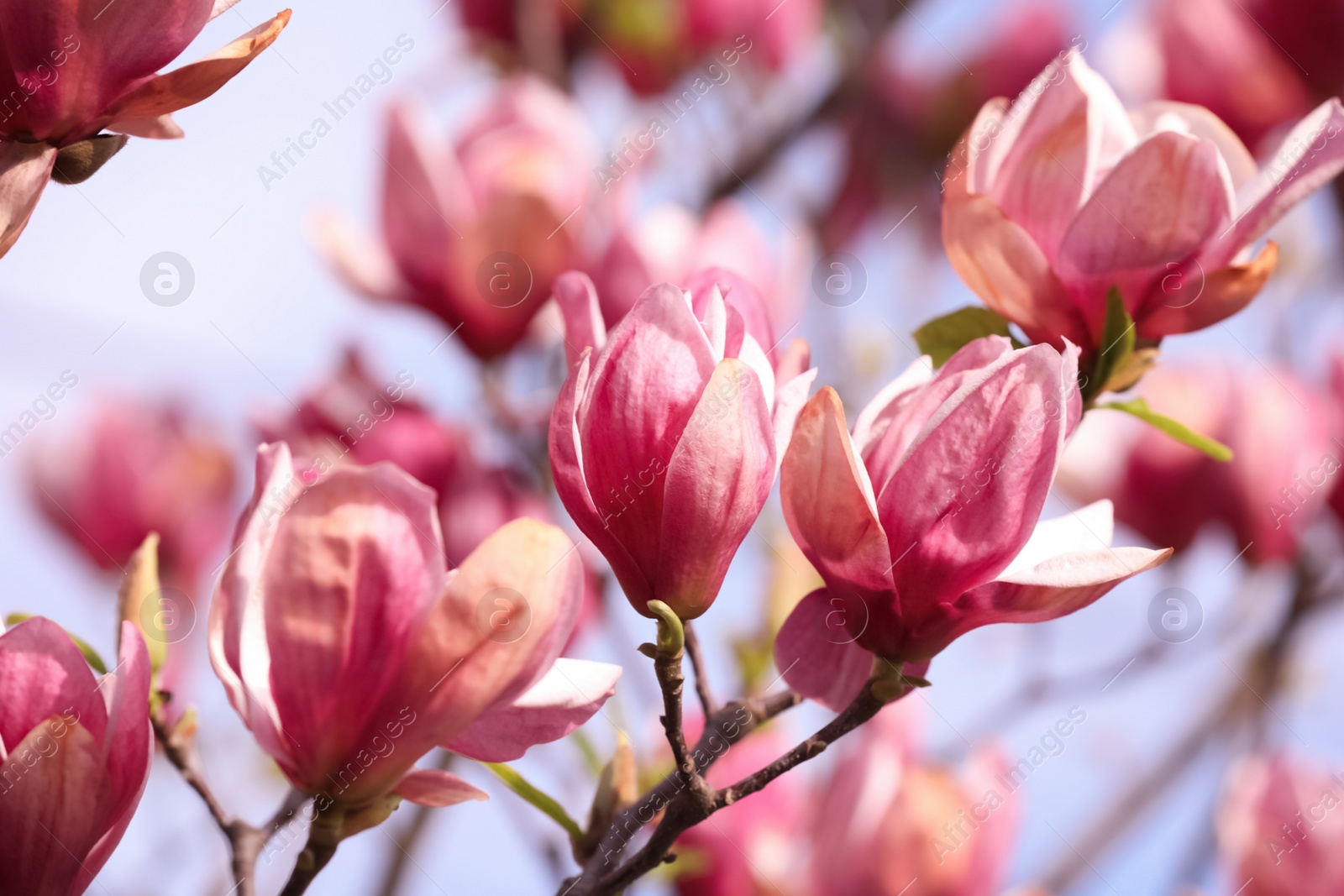 Photo of Beautiful magnolia tree with pink blossom outdoors, closeup. Spring season