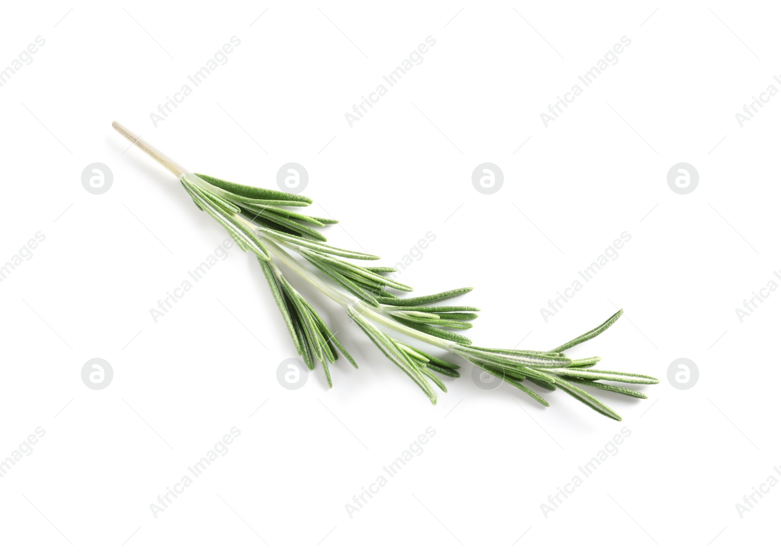 Photo of Fresh rosemary on white background