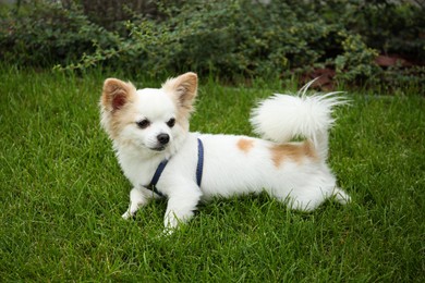 Cute Chihuahua on green grass outdoors. Dog walking