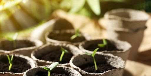 Image of Young seedlings growing in peat pots with soil on table, closeup. Banner design
