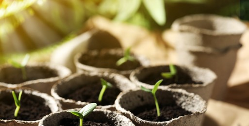 Young seedlings growing in peat pots with soil on table, closeup. Banner design