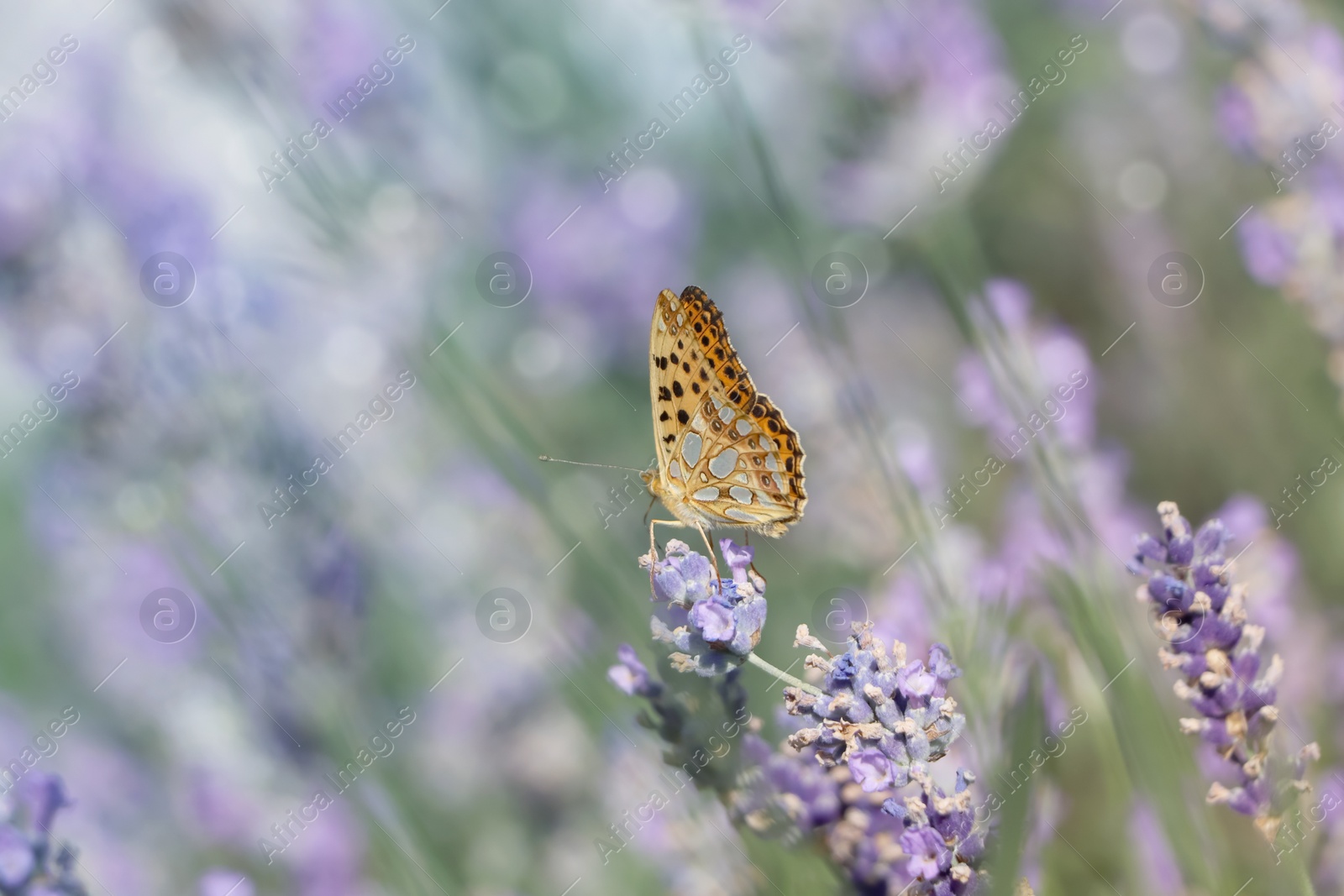 Photo of Beautiful butterfly in lavender field on summer day, closeup