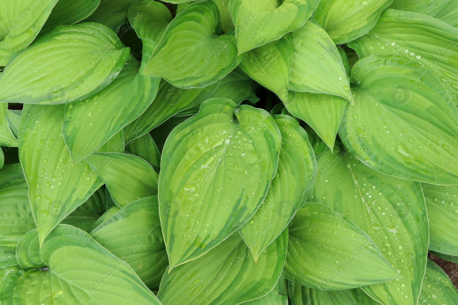 Photo of Beautiful dieffenbachia with wet green leaves as background