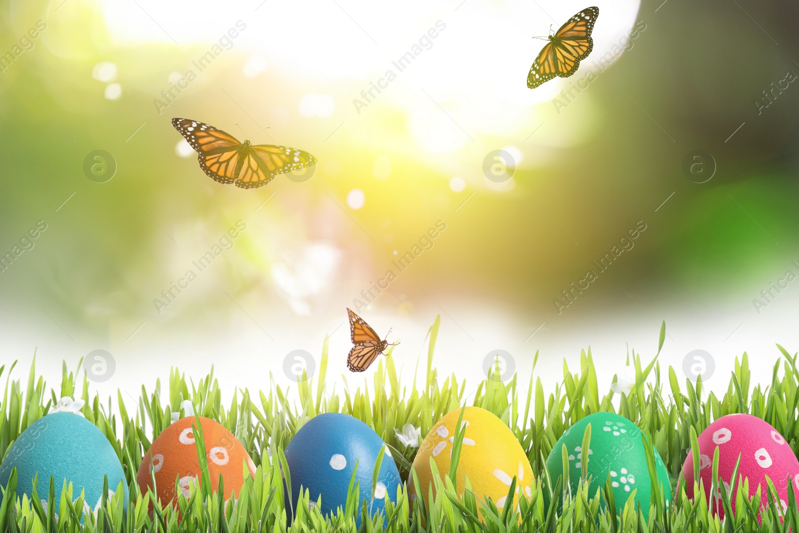 Image of Colorful Easter eggs in green grass and butterflies on blurred background