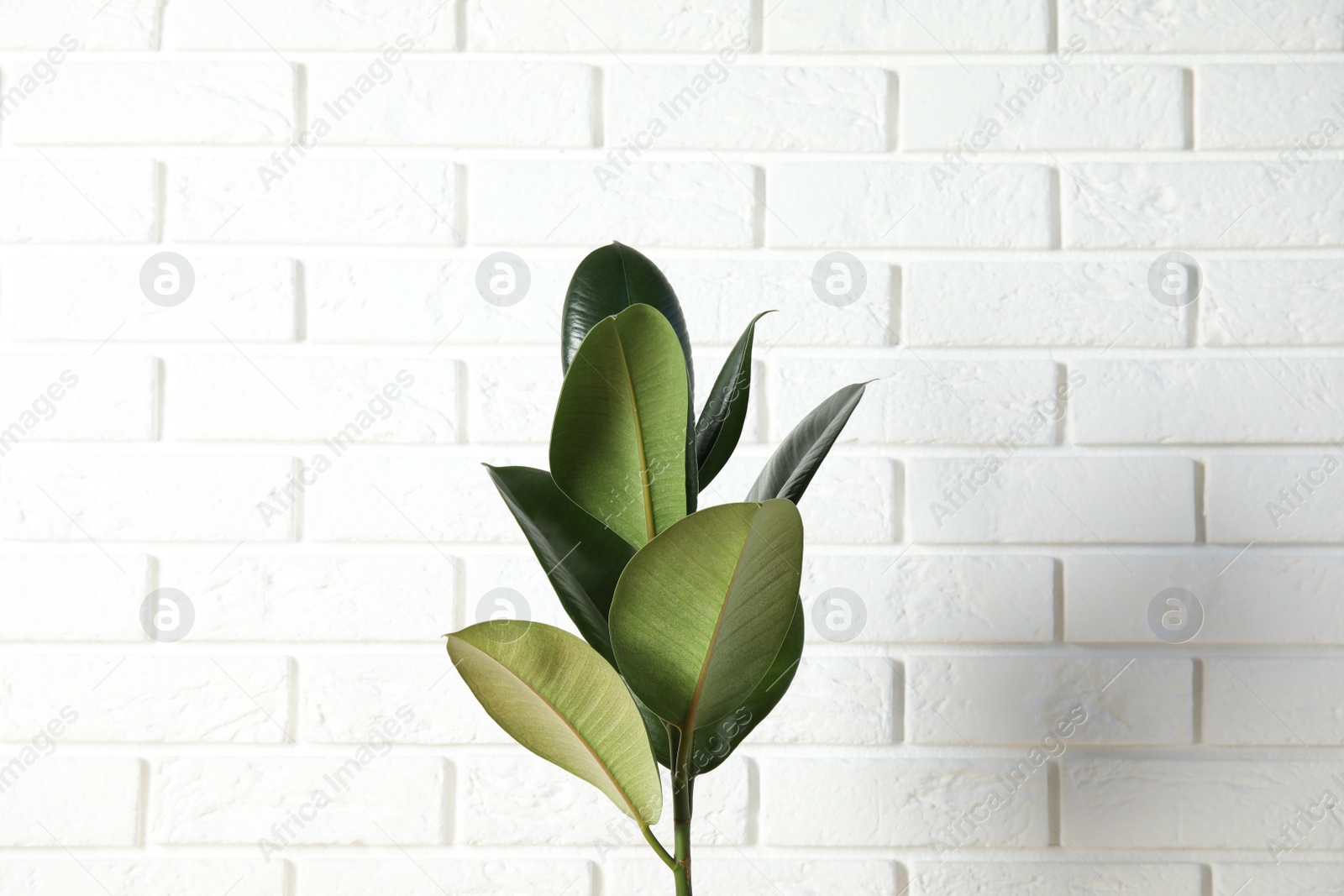 Photo of Beautiful rubber plant near brick wall. Home decor