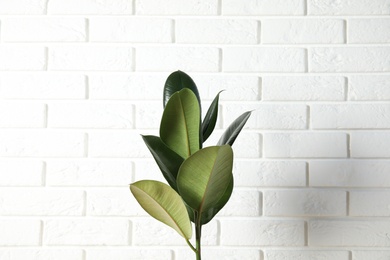 Beautiful rubber plant near brick wall. Home decor