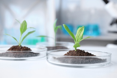 Green plants with soil in Petri dishes on table in laboratory. Biological chemistry