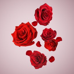 Image of Beautiful red roses and petals falling on dusty pink background