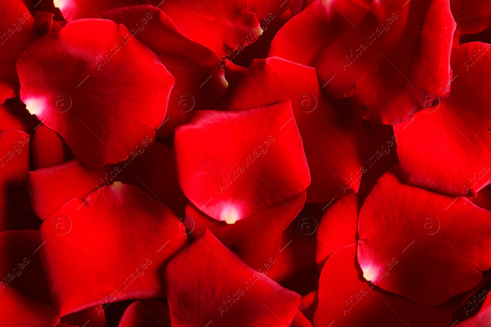 Photo of Beautiful red rose petals as background, closeup