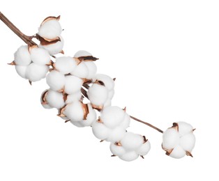 Photo of Beautiful dried cotton branch with fluffy flowers isolated on white