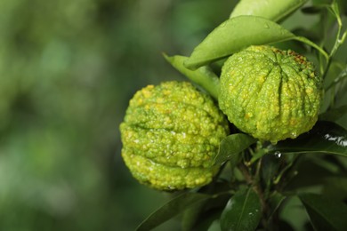 Photo of Closeup view of bergamot tree with fruits outdoors