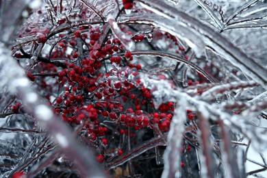 Photo of Tree with red berries in ice glaze outdoors on winter day, closeup