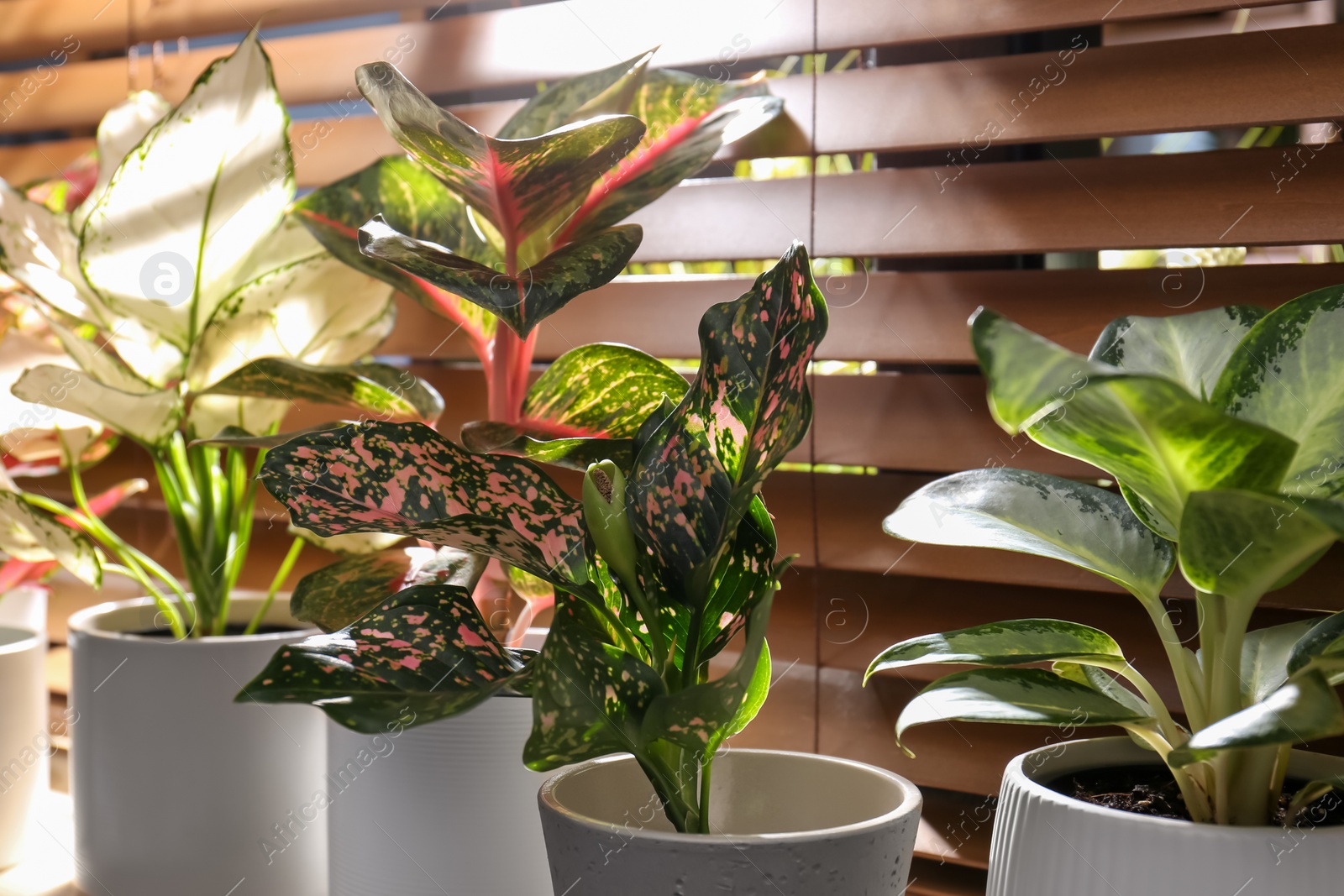 Photo of Beautiful houseplants on wooden window sill indoors, closeup