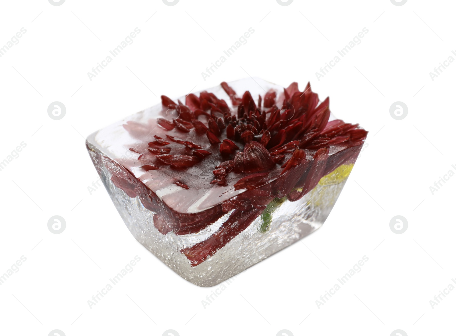 Image of Ice cube with flower on white background