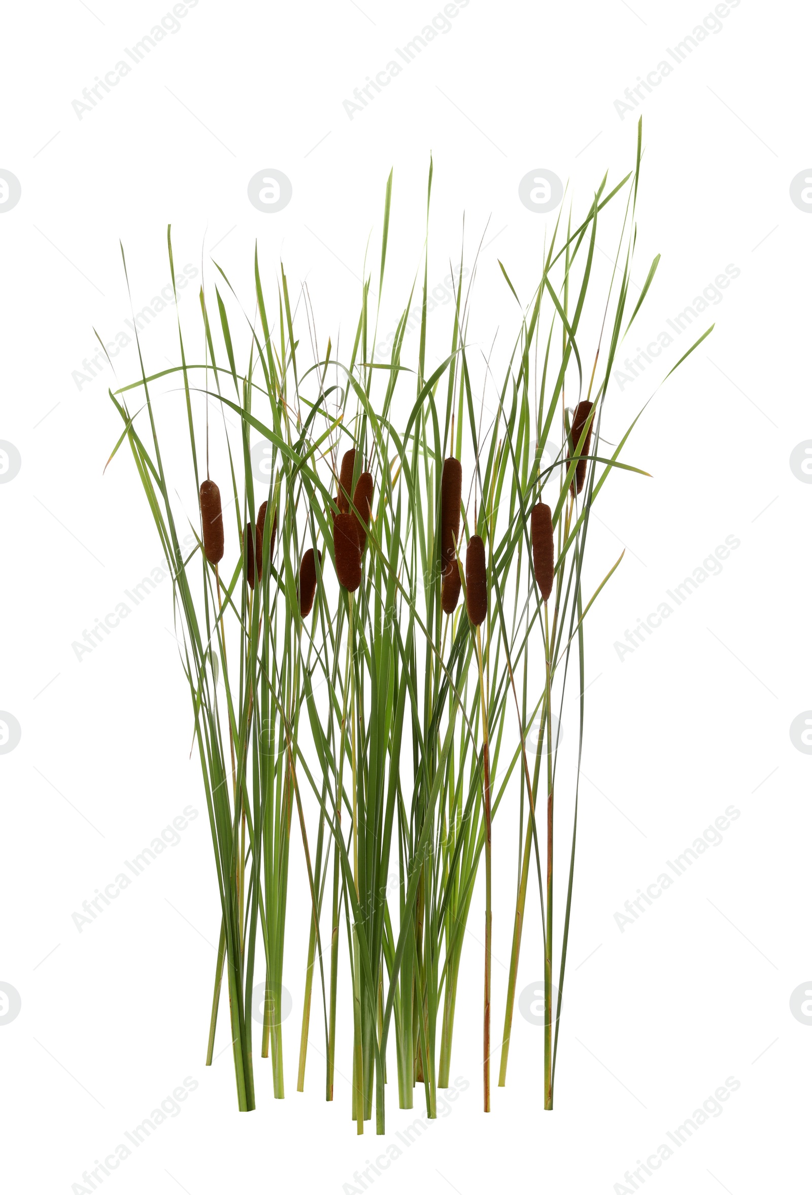 Photo of Beautiful reeds with catkins on white background