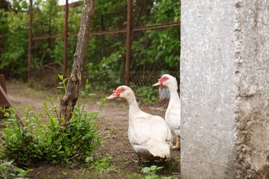 Photo of Two white ducks walking at farm yard