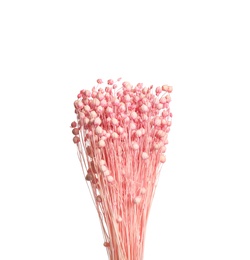 Photo of Bouquet of dried flowers on white background